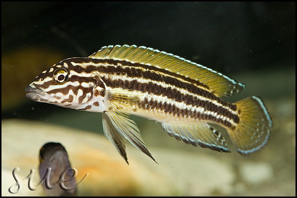 Julidochromis cf. regani 'Chimba'